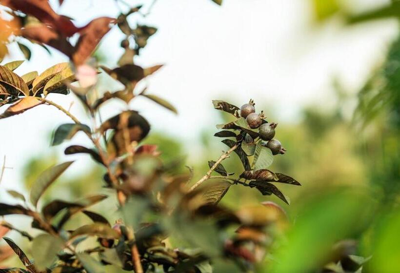 Hotel Hill Rows Estate By Greenescapes