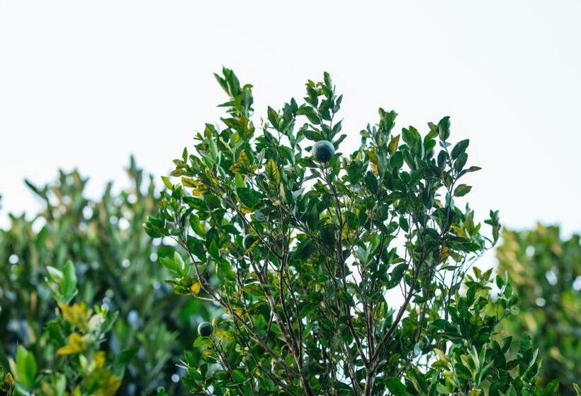 Hotel Hill Rows Estate By Greenescapes