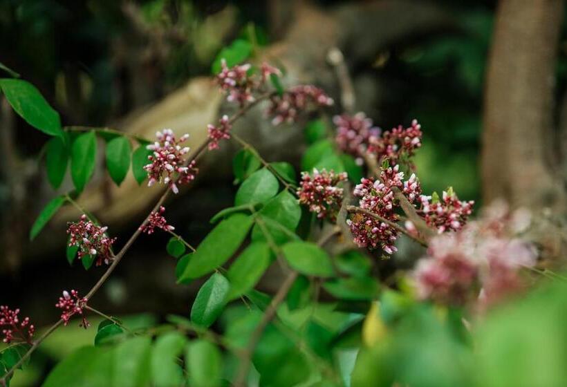 Hotel Hill Rows Estate By Greenescapes