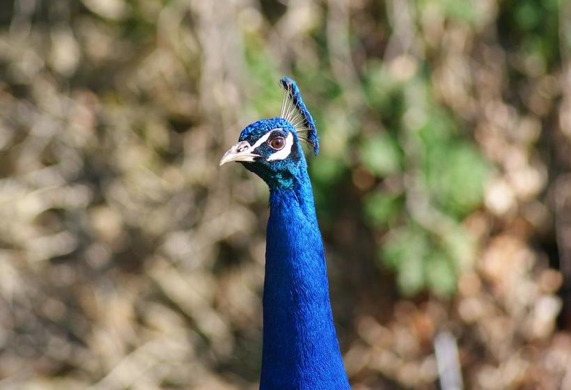 住宿加早餐 Château De La Chasseguerre