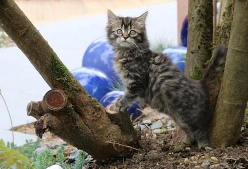 פנסיון Le Corrigot