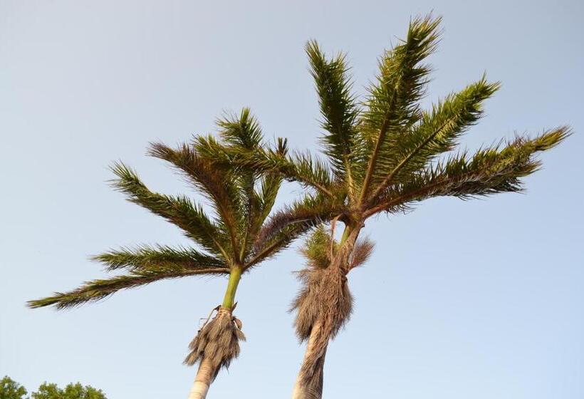 Palm Trees Apartments