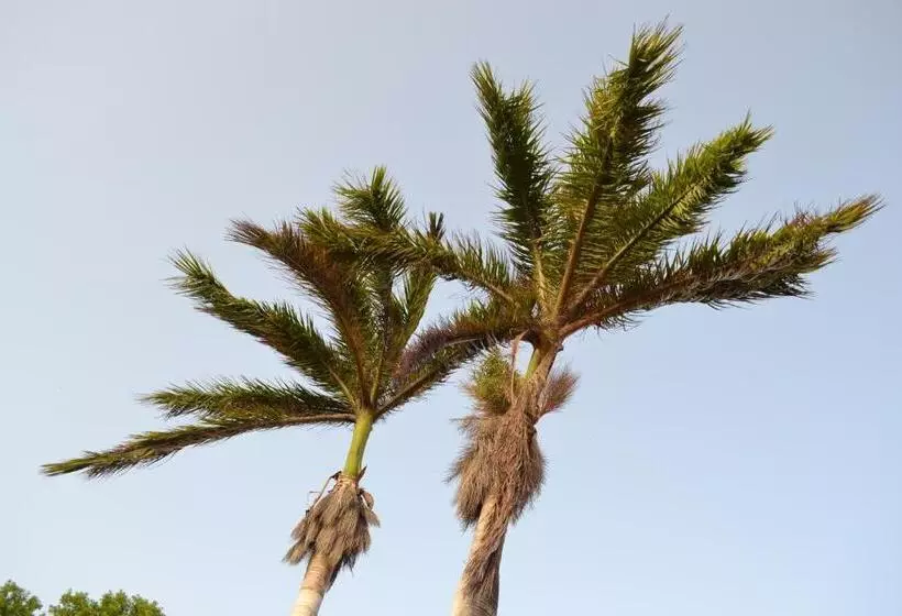 Palm Trees Apartments