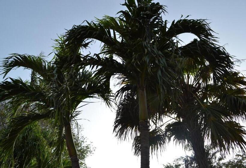 Palm Trees Apartments