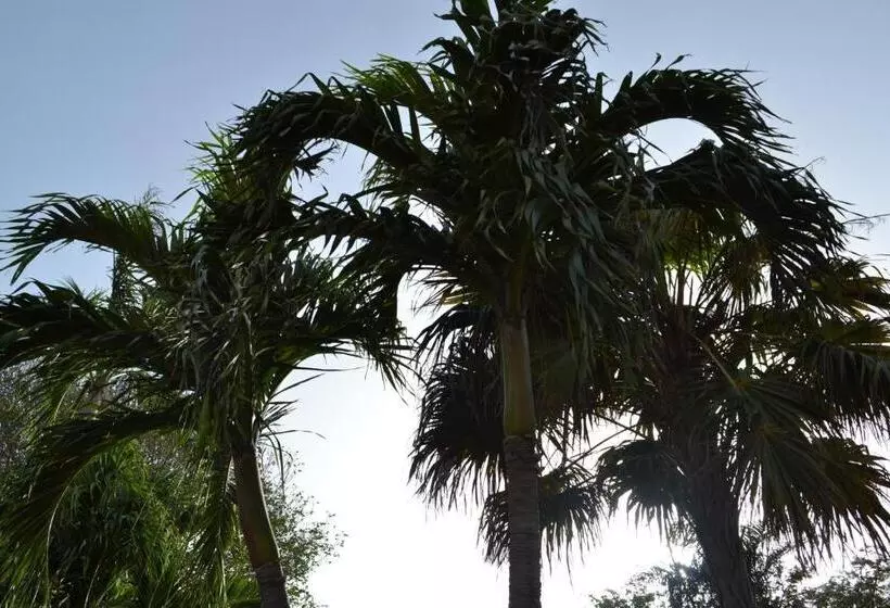 Palm Trees Apartments