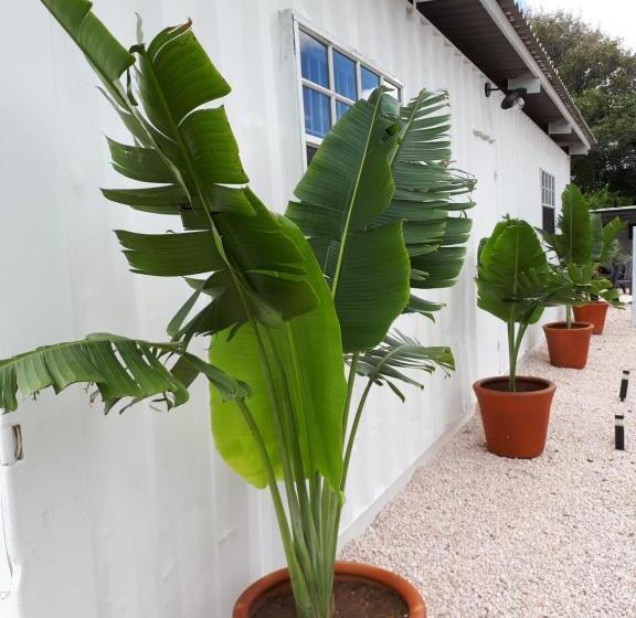 Palm Trees Apartments