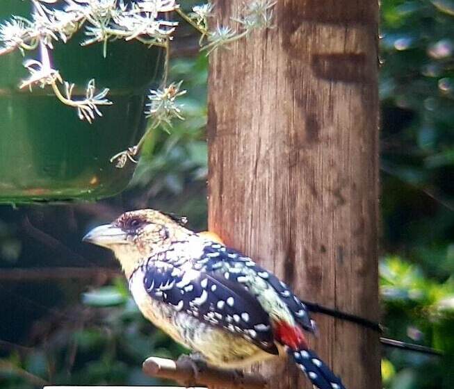 Six Valk Avenue Guest House