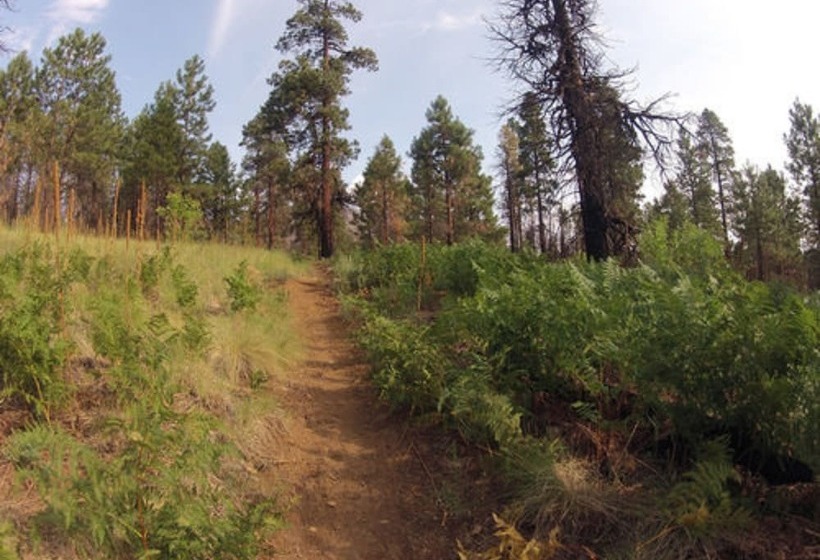 Elden Trails Bed And Breakfast