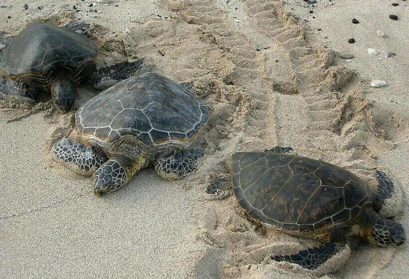 Family Friendly Direct Oceanfront Sanibel 303