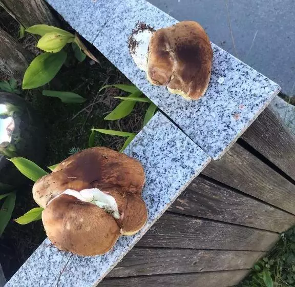 ホテル Zur Neuen Post Landgasthof