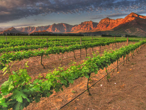 Seven Oaks Vineyard Cottages