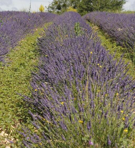 مبيت وإفطار Château De La Gabelle Férrassières