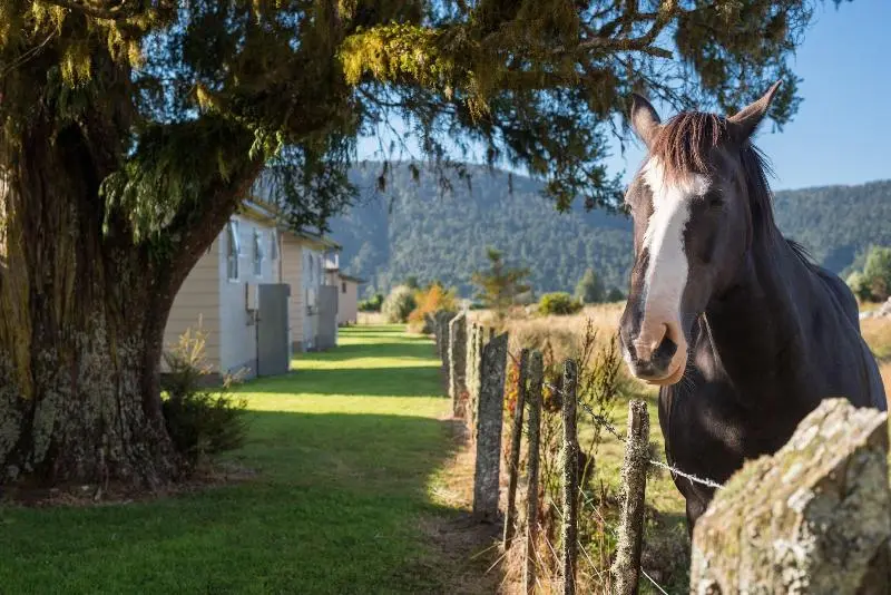 Fox Glacier Top 10 Holiday Park & Motels