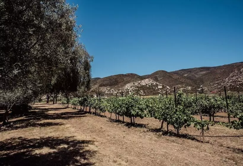 Rancho Toros Pintos
