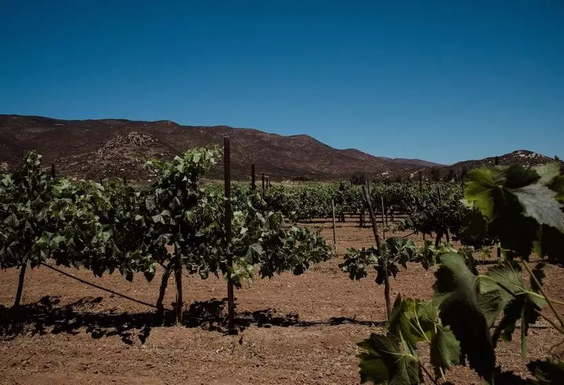 Rancho Toros Pintos