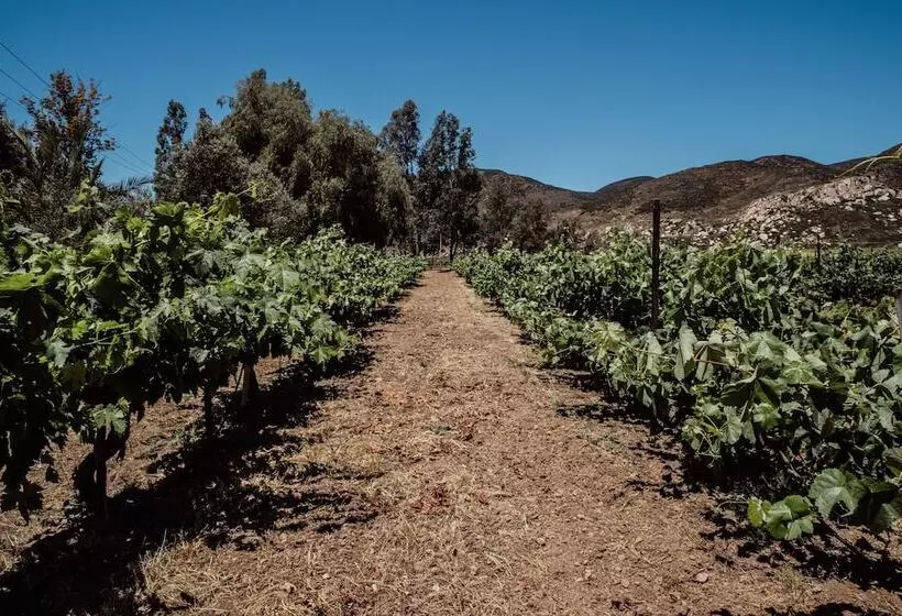 Rancho Toros Pintos