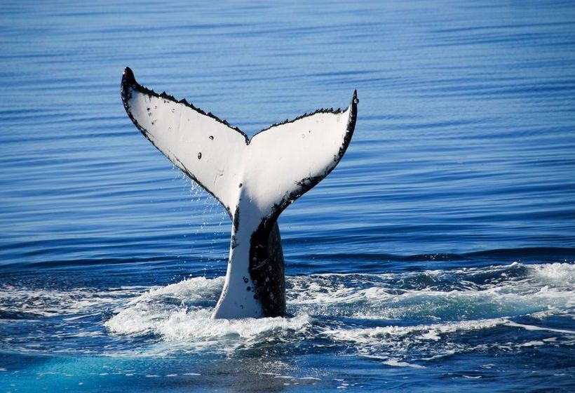 Palm Court Hervey Bay