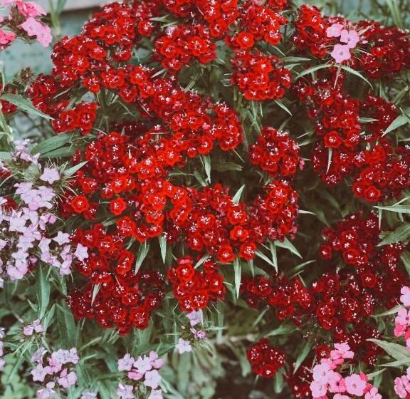 تختخواب و صبحانه Guesthouse Levani