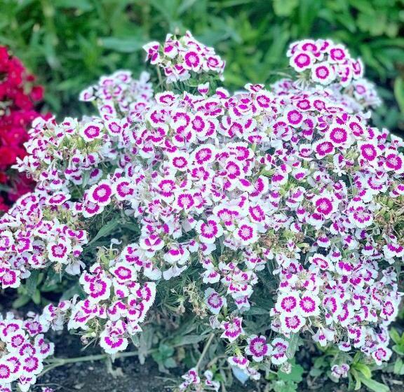 تختخواب و صبحانه Guesthouse Levani