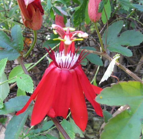 فندق Three Monkeys