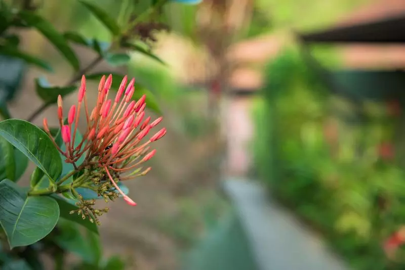 ホテル Tiki Villas Rainforest Lodge & Spa