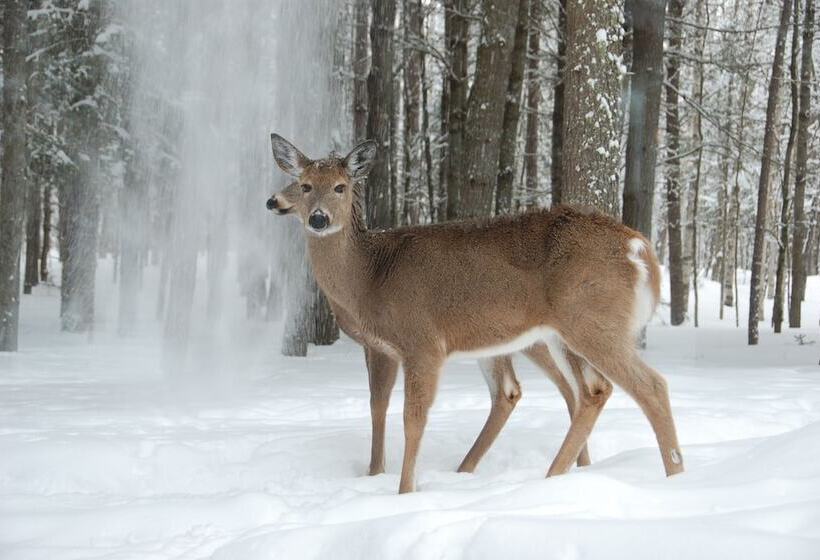 Hotel Auberge Le Cosy