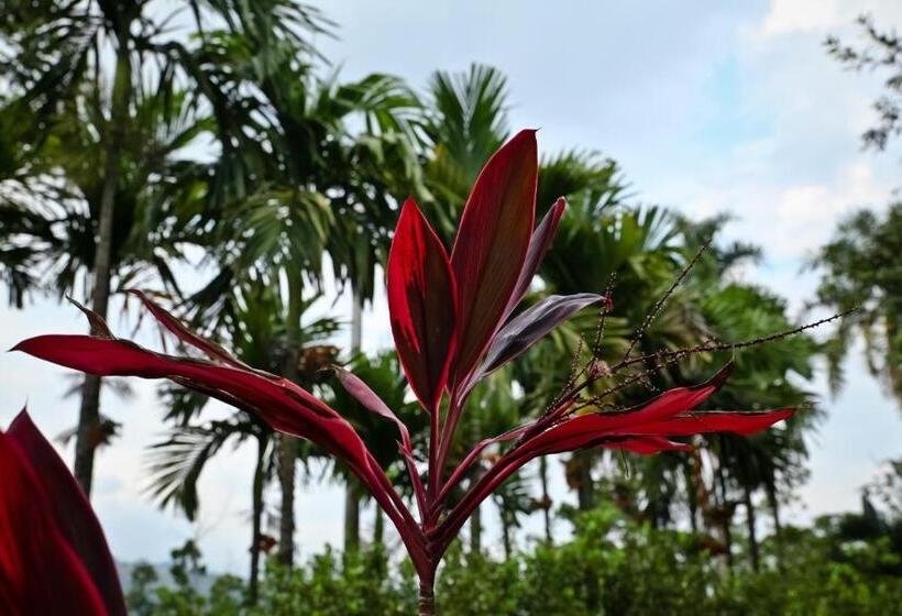 בית מלון כפרי Boutique Villas De San Sebastián