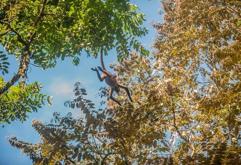 Отель El Icaco Tortuguero