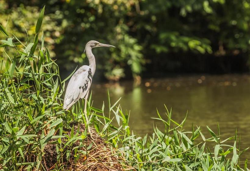 Отель El Icaco Tortuguero