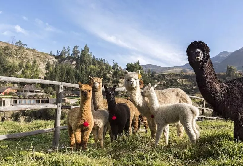 استراحتگاه Colca Lodge Spa & Hot Springs