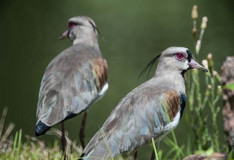Отель Paraiso Eco Lodge
