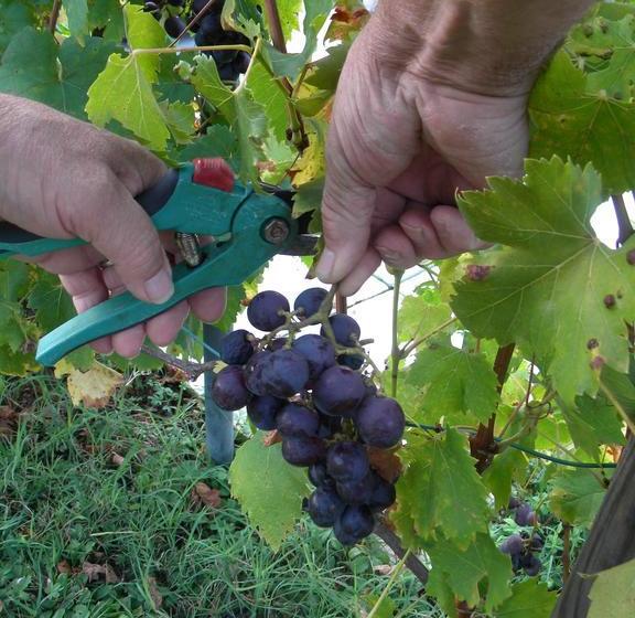 צימר Chambres D Hotes Le Mas Castel