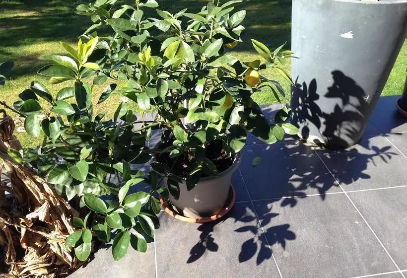 Aamiaismajoitus (B&B) Les Camelias
