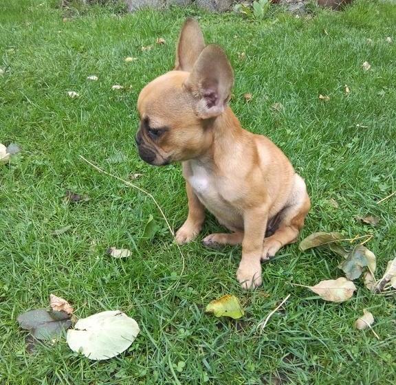 مبيت وإفطار Les Arts Verts