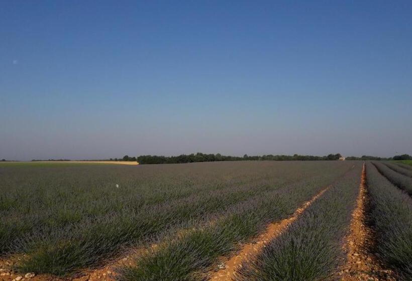 酒店 Hôtel Les Deux Lions