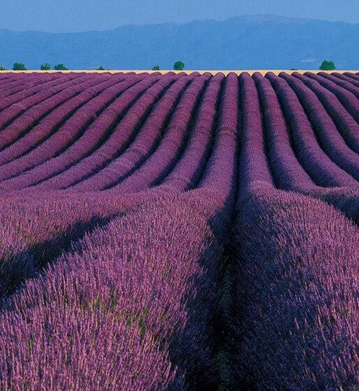 酒店 Hôtel Les Deux Lions