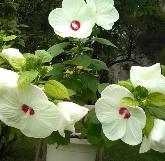 בית מלון כפרי Le Parisien