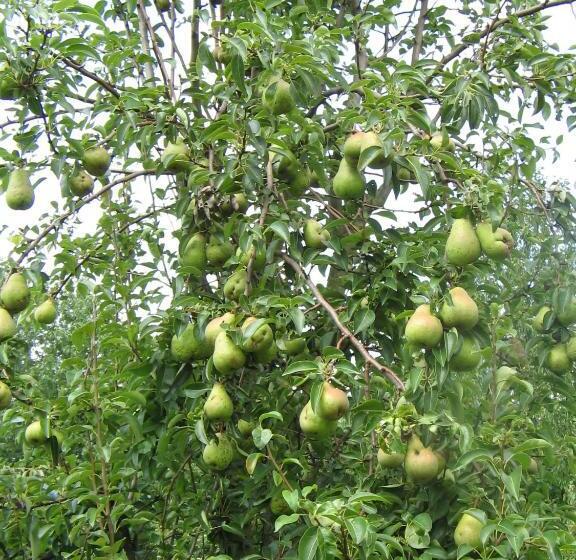 Landhotel Restaurant Wolfshof