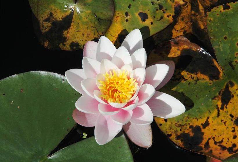 Bed and Breakfast Keats Cottage