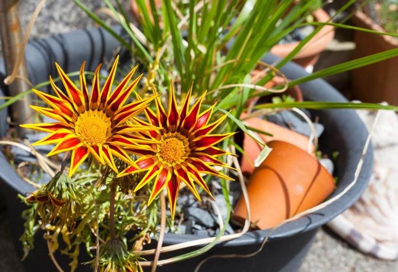 تختخواب و صبحانه Woodstock Guest House