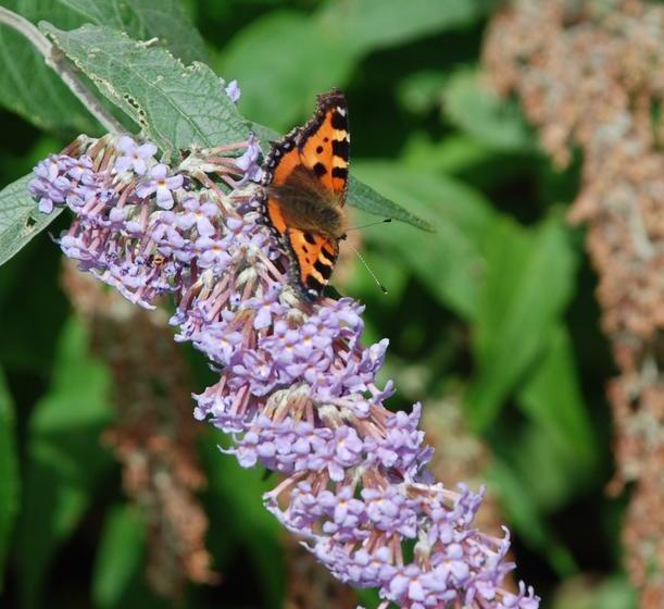 צימר Vicarsford Lodge Guest House