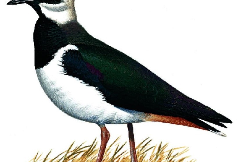 فندق The Pyewipe