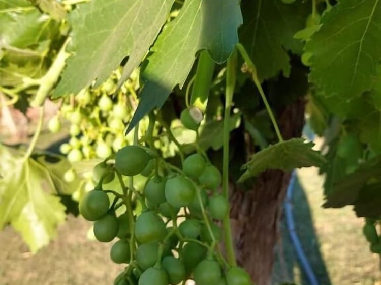 酒店 Boutique Canon De Talampaya