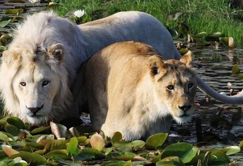 Moon Shine On Whiskey Creek