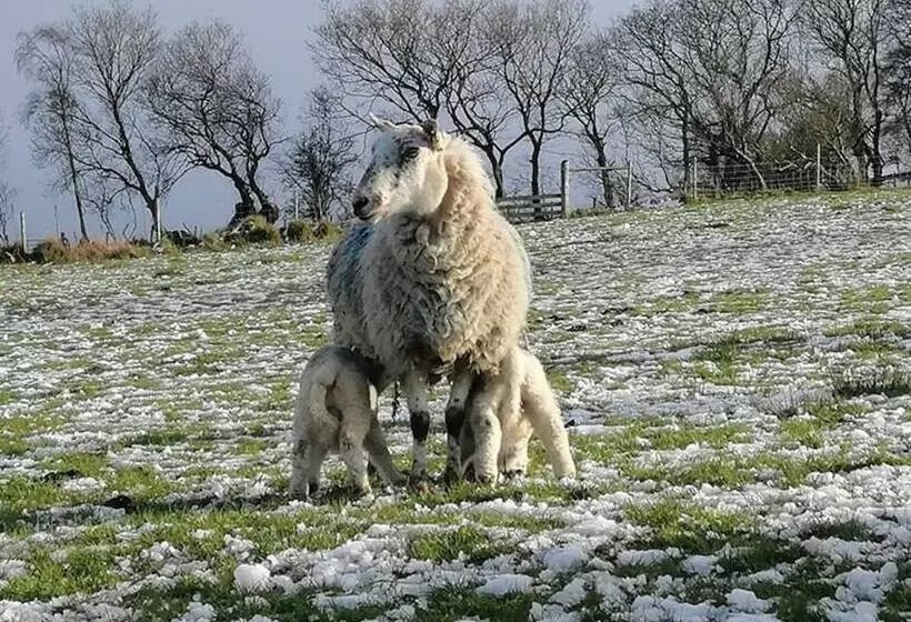 レジデンス Brecon Beacons Luxury 7 Bed House With Hottub