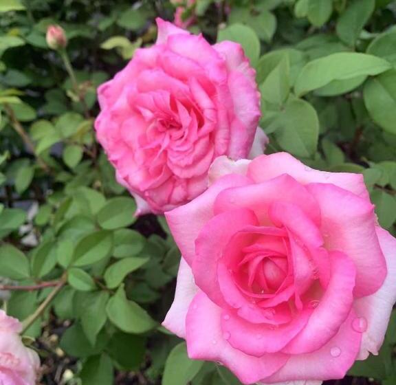 酒店 Abacot Hall Bed & Breakfast