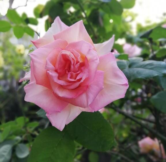 酒店 Villamelchiorre 1