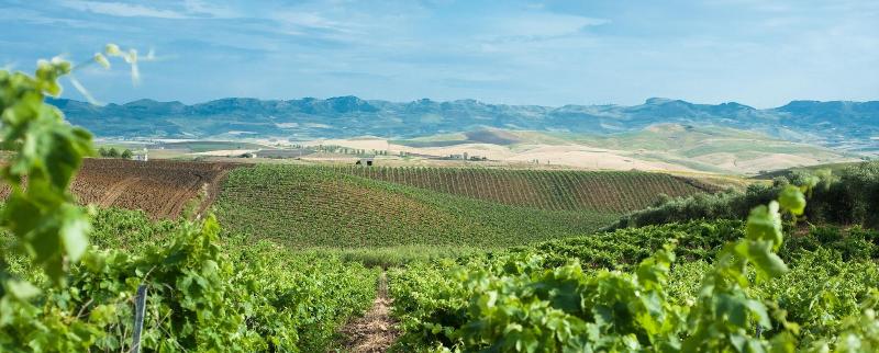 ホテル Agriturismo Sirignano Wine Resort