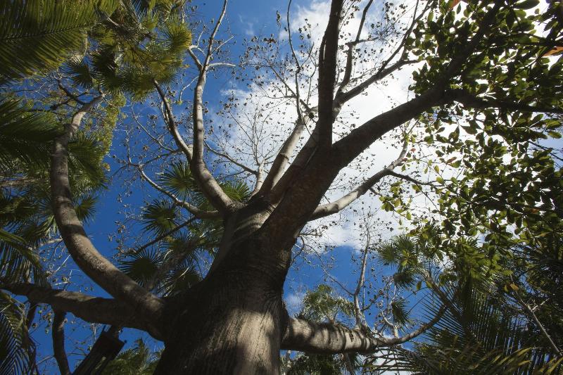 فندق Dos Ceibas Tulum Feel Good
