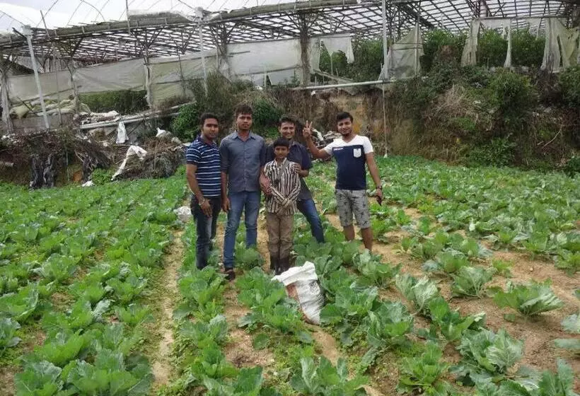 Netasha Holiday Inn And Apartment